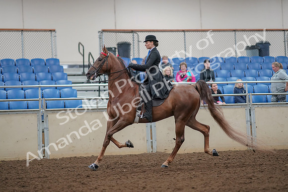 2019 Morgan Horse Show - Aug 30, 2019 - 25052