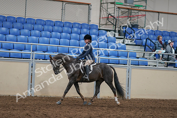 2020 - AB Morgan Horse - Sun, Sept 06 - 07958