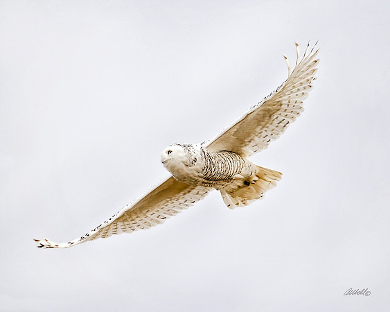 Birds - 280