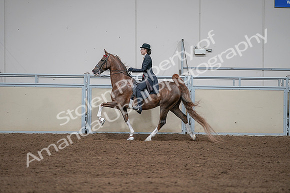 2020 - AB Morgan Horse - Fri, Sept 04 - 09622