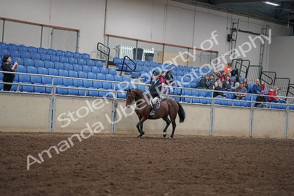 2019 Morgan Horse Show - Aug 30, 2019 - 12655