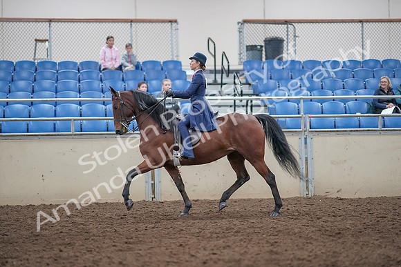 2019 Morgan Horse Show - Aug 31, 2019 - 09306