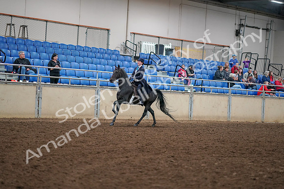 2019 Morgan Horse Show - Aug 30, 2019 - 12317