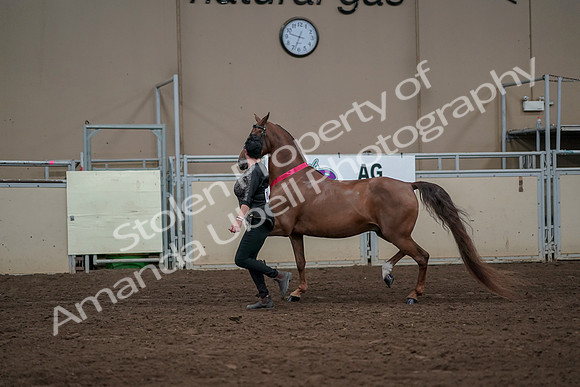 2019 Morgan Horse Show - Aug 31, 2019 - 01460