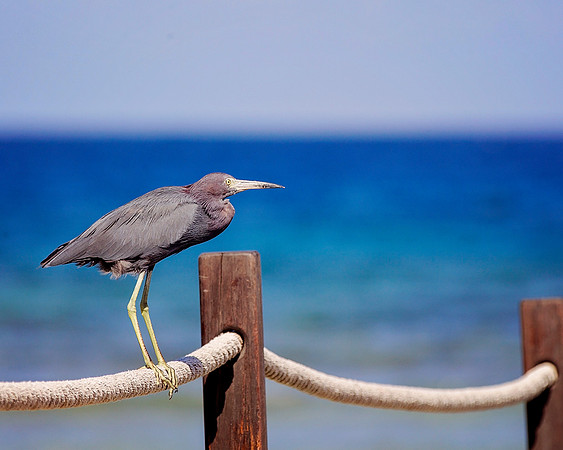 Birds - 117
