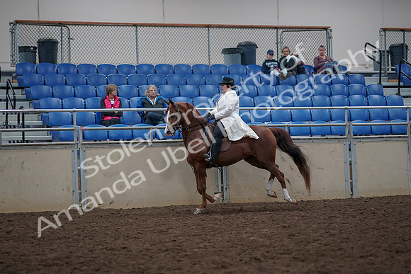 2019 Morgan Horse Show - Aug 31, 2019 - 17889
