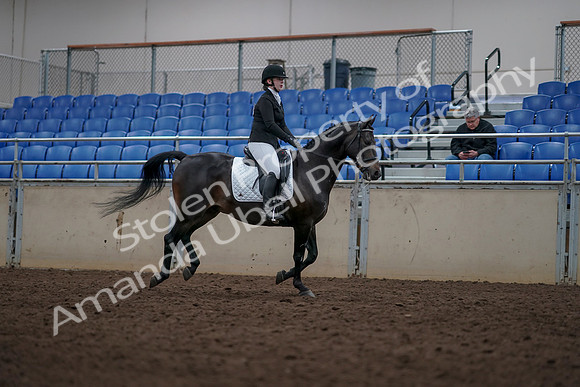 2019 Morgan Horse Show - Aug 31, 2019 - 16746