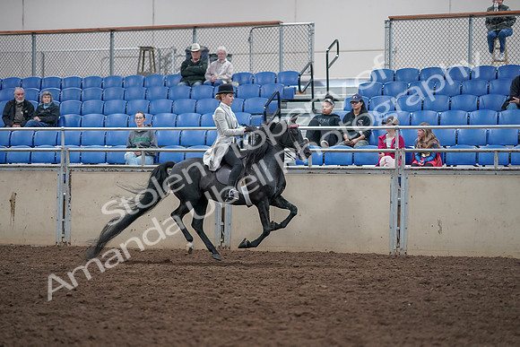 2019 Morgan Horse Show - Aug 31, 2019 - 09667