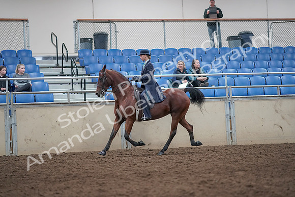 2019 Morgan Horse Show - Aug 31, 2019 - 09255