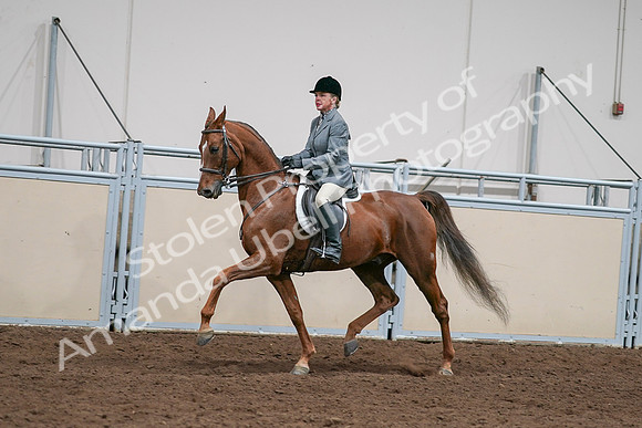 2020 - AB Morgan Horse - Sat, Sept 05 - 03034