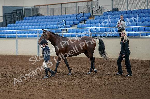 2020 - AB Morgan Horse - Fri, Sept 04 - 01023