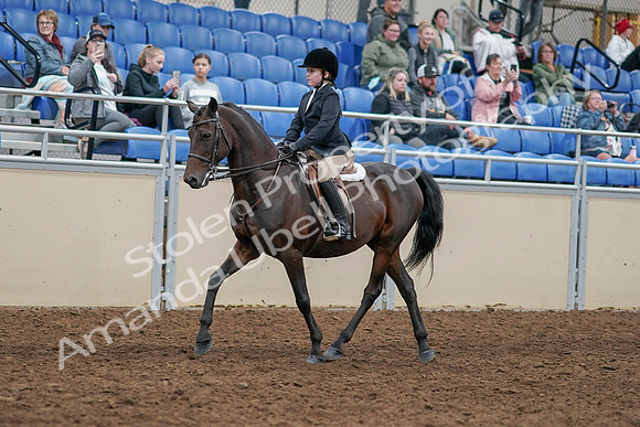2020 - AB Morgan Horse - Sun, Sept 06 - 07885