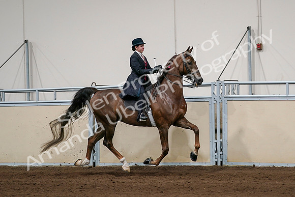 2020 - AB Morgan Horse - Sat, Sept 05 - 06379