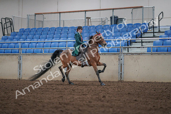 2019 Morgan Horse Show - Sept 01, 2019 - 13350