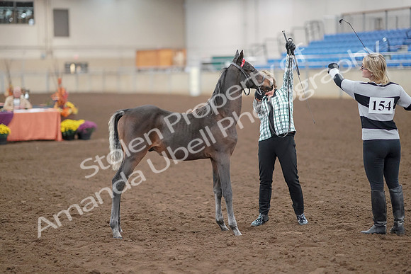 2019 Morgan Horse Show - Aug 30, 2019 - 24878