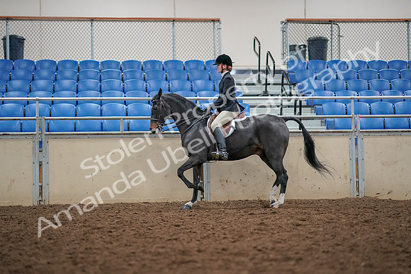 2019 Morgan Horse Show - Aug 30, 2019 - 23298