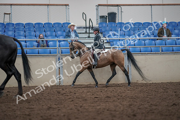2019 Morgan Horse Show - Aug 31, 2019 - 14914