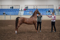 2019 Morgan Horse Show - Aug 31, 2019 - 01339