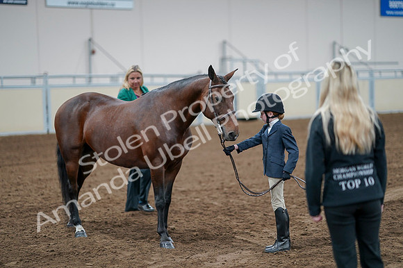 2020 - AB Morgan Horse - Fri, Sept 04 - 01015