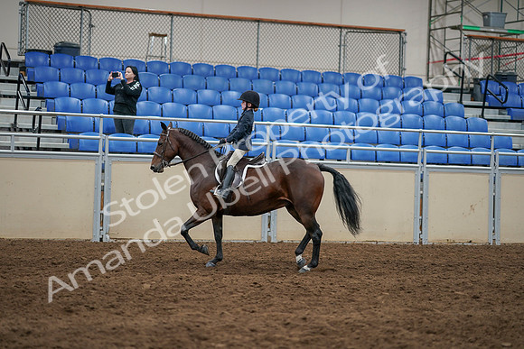 2020 - AB Morgan Horse - Sun, Sept 06 - 07853