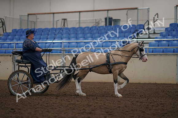 2019 Morgan Horse Show - Aug 31, 2019 - 04480