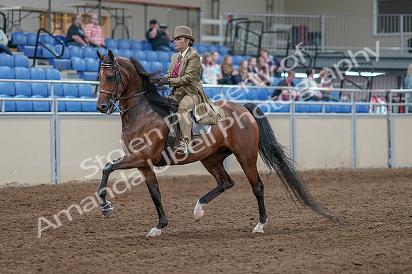 2020 - AB Morgan Horse - Fri, Sept 04 - 11148