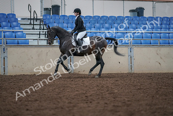2019 Morgan Horse Show - Aug 30, 2019 - 18441