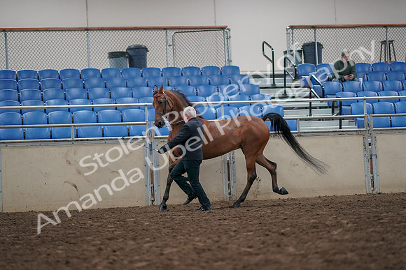 2019 Morgan Horse Show - Aug 31, 2019 - 03589