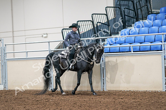 2020 - AB Morgan Horse - Fri, Sept 04 - 08460