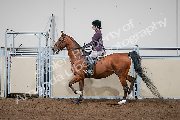 2020 - AB Morgan Horse - Sat, Sept 05 - 03065