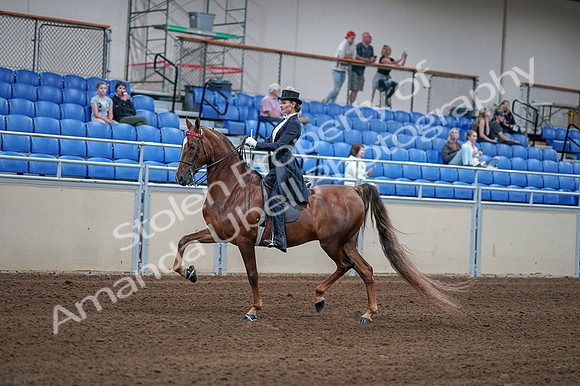 2020 - AB Morgan Horse - Fri, Sept 04 - 06251