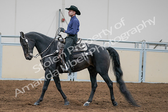 2020 - AB Morgan Horse - Sun, Sept 06 - 07658