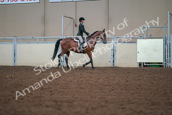 2019 Morgan Horse Show - Aug 30, 2019 - 20851