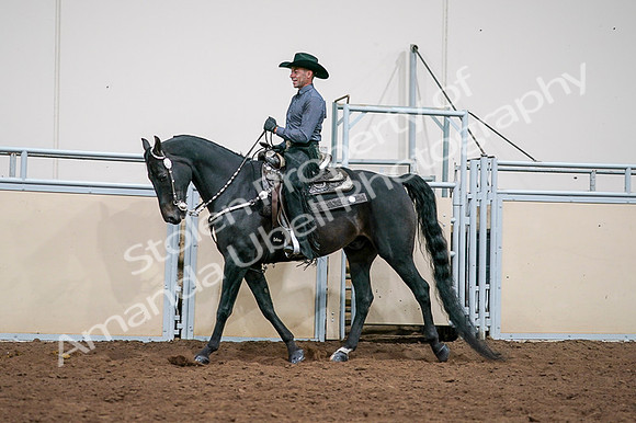 2020 - AB Morgan Horse - Fri, Sept 04 - 08543
