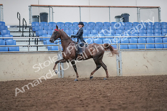 2019 Morgan Horse Show - Aug 30, 2019 - 17916