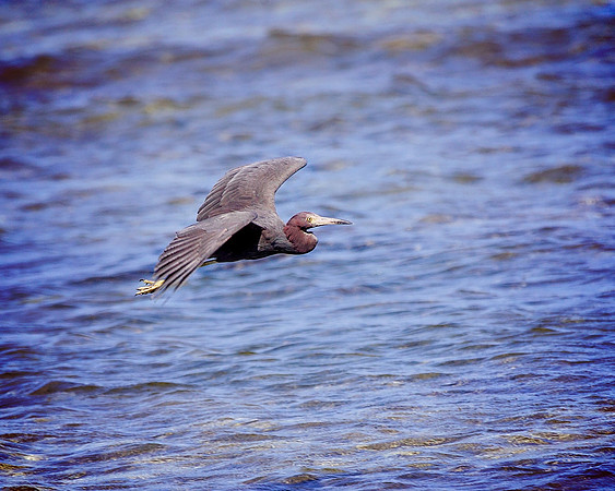 Birds - 115