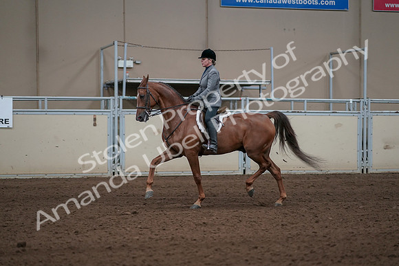 2019 Morgan Horse Show - Sept 01, 2019 - 12278