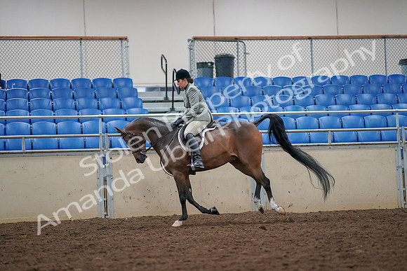 2019 Morgan Horse Show - Aug 30, 2019 - 17474