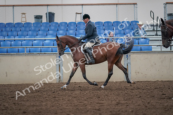 2019 Morgan Horse Show - Aug 31, 2019 - 14718