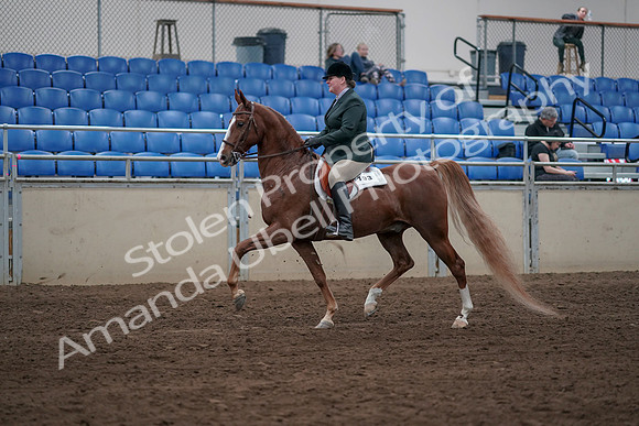 2019 Morgan Horse Show - Sept 01, 2019 - 12184