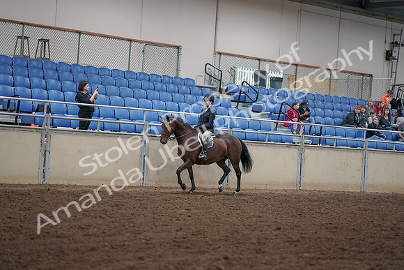 2019 Morgan Horse Show - Aug 30, 2019 - 12661