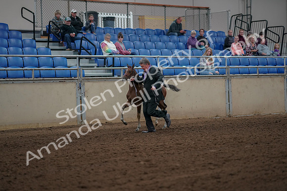 2019 Morgan Horse Show - Aug 30, 2019 - 24777