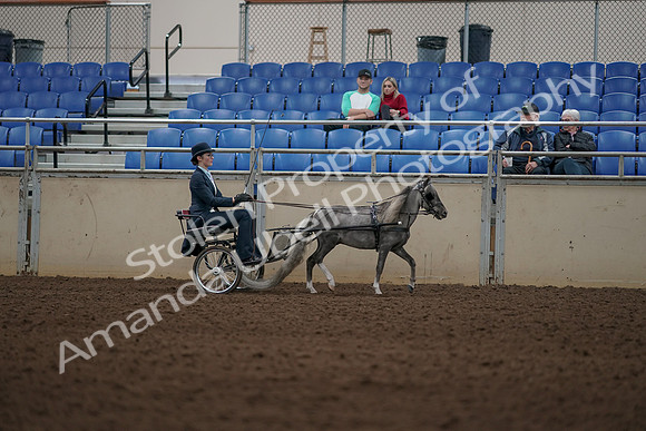 2019 Morgan Horse Show - Aug 31, 2019 - 04413