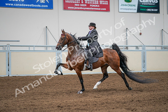 2020 - AB Morgan Horse - Sat, Sept 05 - 13183