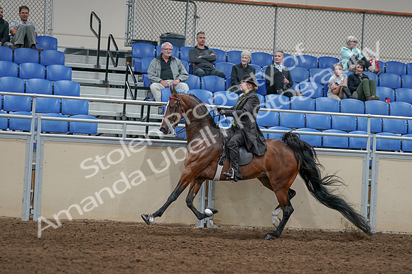 2020 - AB Morgan Horse - Fri, Sept 04 - 09770