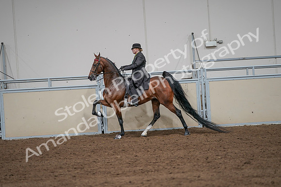 2020 - AB Morgan Horse - Fri, Sept 04 - 09657