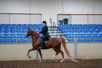 2019 Morgan Horse Show - Aug 30, 2019 - 21406