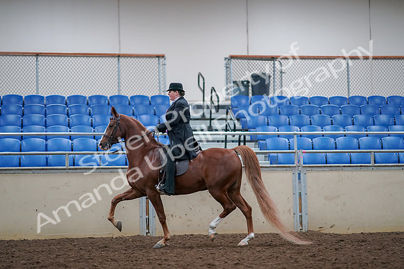 2019 Morgan Horse Show - Aug 30, 2019 - 21406