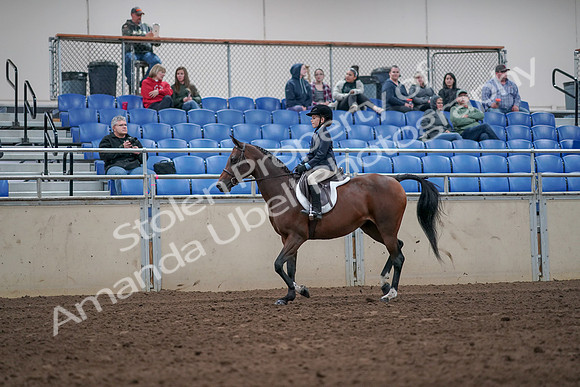 2019 Morgan Horse Show - Aug 31, 2019 - 19434
