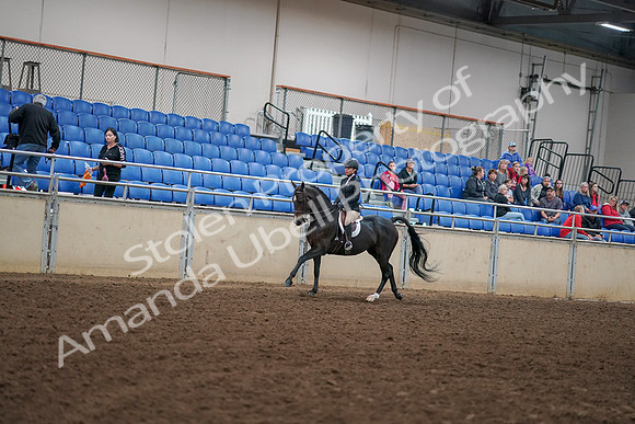 2019 Morgan Horse Show - Aug 30, 2019 - 12267